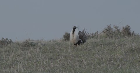 Sage-grouse Male Cock in Spring Morning on Hill Ridge Skyline in Wyoming