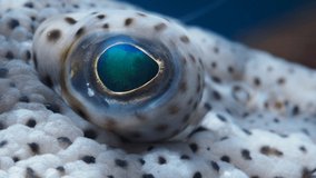 Video of a spotted fish face up