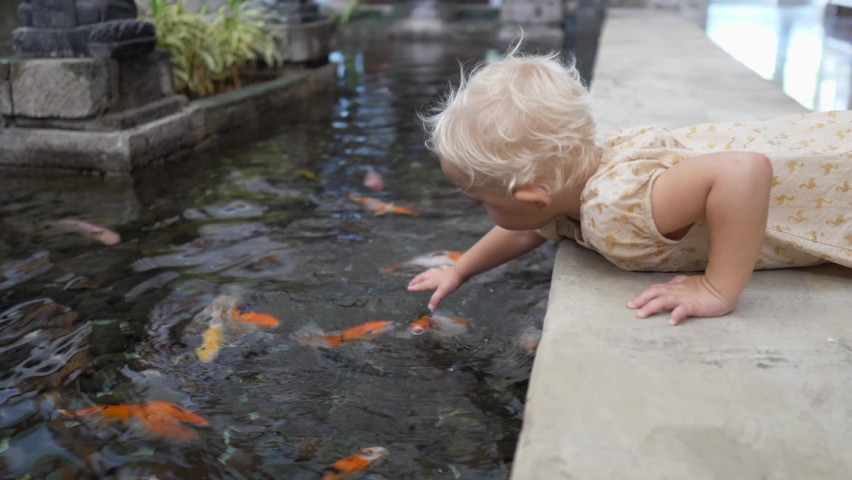 Caucasian 2 year old baby girl playing with koi fishes in the pond laying on her belly