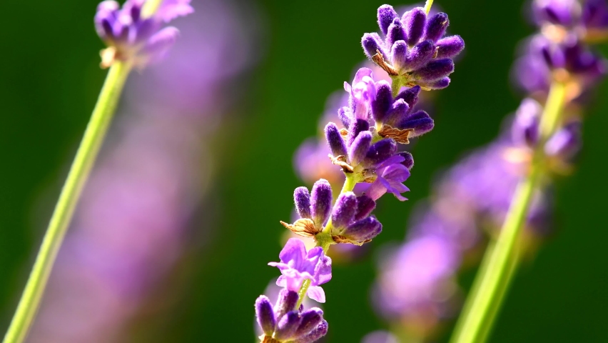   Lavender, medicinal plant and spice with flower | Shutterstock HD Video #1077243308