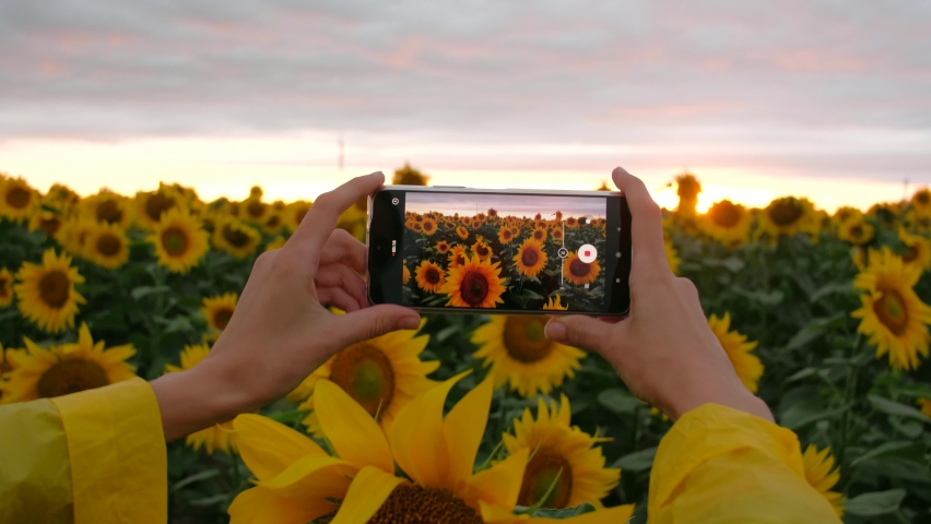 Close up - woman tourist in yellow raincoat taking photo standing in sunflower field in summer day holding smartphone in your hands on sunset at journey.