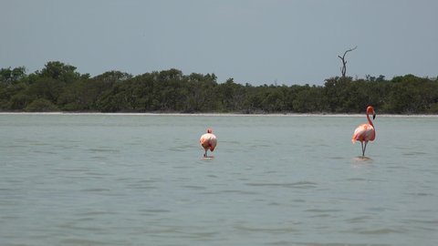 Caribbean flamingo (Phoenicopterus Ruber) in Ria Lagartos, Yucatan, Mexico