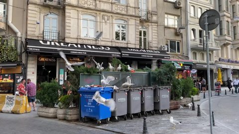Seagulls looking for food in dumpsters in Beyoglu district in Istanbul, Turkey. May 25, 2021.