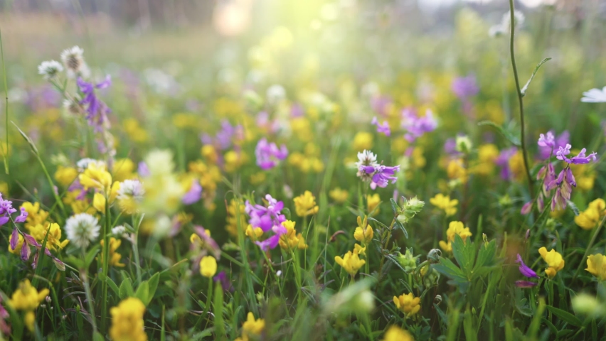 Summer alpine meadow with colorful wildflowers. Camera moves among grass and colorful flowers, backlight, sunset. Summer alpine green flora background Royalty-Free Stock Footage #1077254141