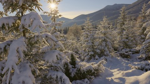 Gimbal shot of winter forest. Snow-covered trees on the background of winter mountains, morning sun in the sky. Winter nature in good weather