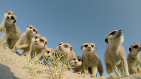 Funny animals. Low angle view of cute curious meerkats investigating the camera, Botswana