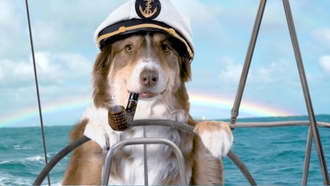 Funny Dog Sailing Yacht Wearing Sailor Stock Footage Video (100% ...