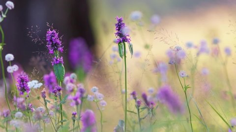 Field wild flowers flora summer background. Delicate purple and white flowers sway in the wind, beautiful bokeh on the background. Zoom out slow motion shot