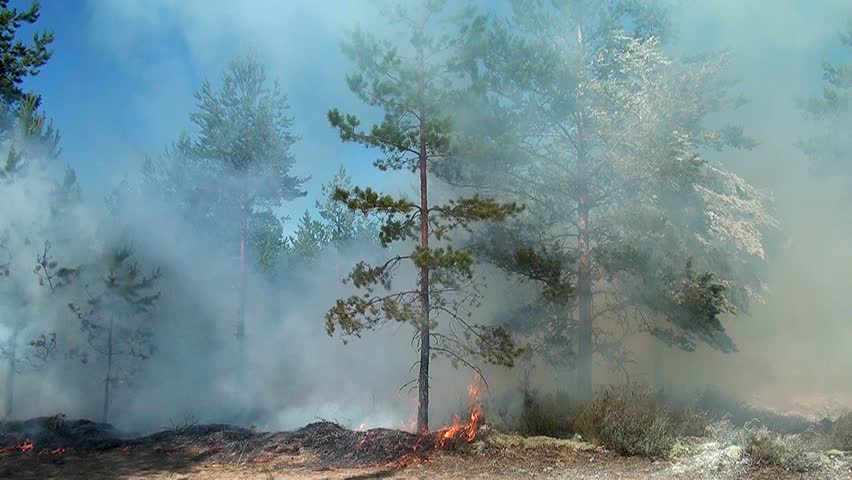 Forest Fire Incredible View. Extinguished Stock Footage Video (100% ...