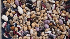 Shelled ripe seeds of kidney bean on heap in HD VIDEO. Pile of dry raw seeds of haricot (Phaseolus vulgaris) as natural background. Macro close-up. Organic farming, healthy food, BIO viands.