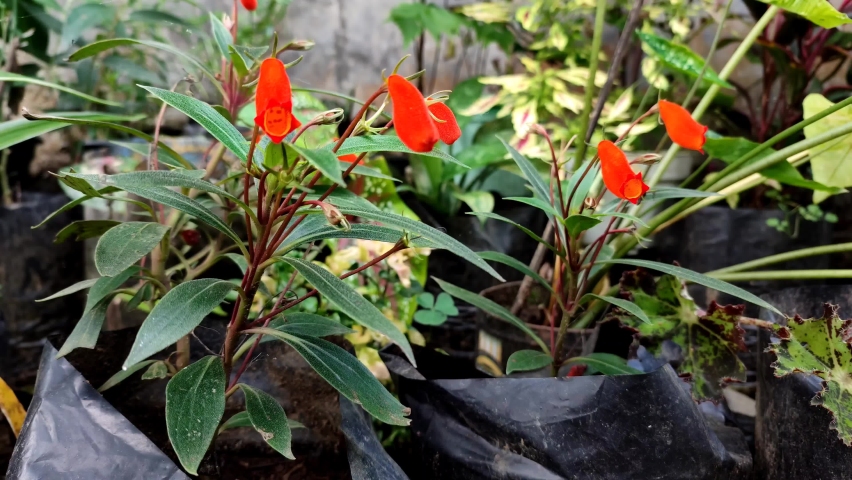 small red flower that blows in the wind