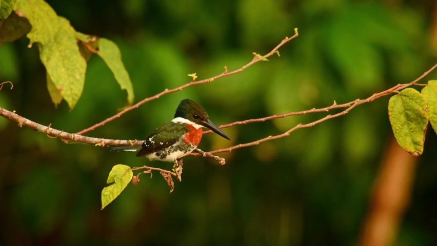 Green Kingfisher - Chloroceryle americana  resident breeding bird which occurs from southern Texas in the United States south through Central and South America to central Argentina. Bird in the wind.