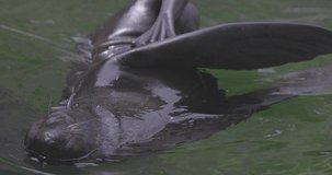 Beautiful Northern fur seal in water (Callorhinus ursinus). 4K slow motion 120 fps video, ProRes 422, ungraded C-LOG 10 bit