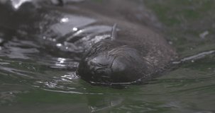 Beautiful Northern fur seal in water (Callorhinus ursinus). 4K slow motion 120 fps video, ProRes 422, ungraded C-LOG 10 bit