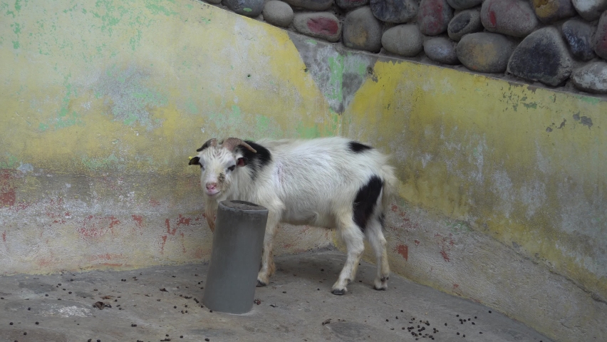 a small white baby goat with black spots standing in a corner in the Huachipa zoo at daytime in 4k