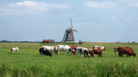Cows grazing with a classic Dutch windmill on background in Aarlanderveen, The Netherlands - typical Dutch countryside scene