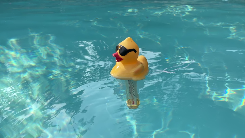 Duck Swimming Wallpaper Stock Video Footage - 4K and HD Video Clips