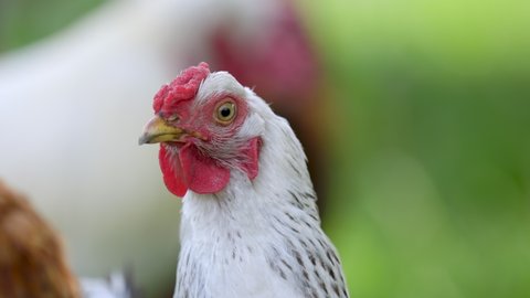 close-up portrait of a rooster in the yard