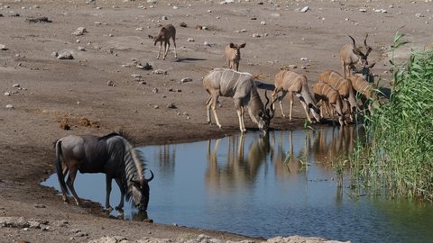 A blue wildebeest and a herd of kudu drink from a waterhole in Etosha National Park, northern Namibia, Africa. 