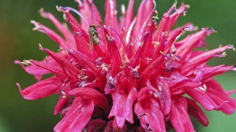 Housefly Feeding On A Beautiful Scarlet Beebalm Flower. close up
