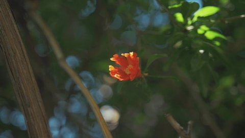 Pomegranate red flower blooming in sunshine