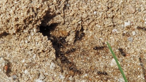Colony Of Black Garden Ants Coming In And Out Of The Anthill. close up, time lapse