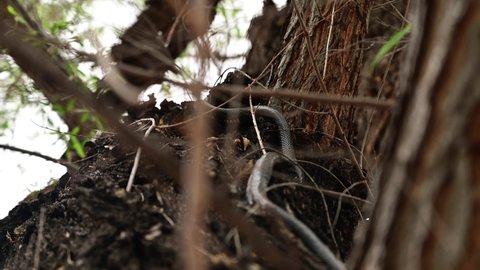 Black Coachwhip Snake Slithering In The Tree. close up