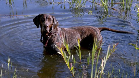 German Shorthaired Pointer dog standing in water. Dog tail wagging movement.