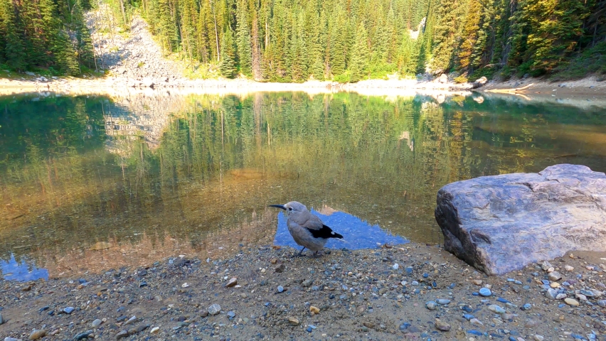 Clark’s Nutcracker at Mirror Lake