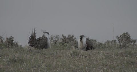 Sage-grouse Pair Males Breeding Strutting Tail Feathers Spread on Spring Morning