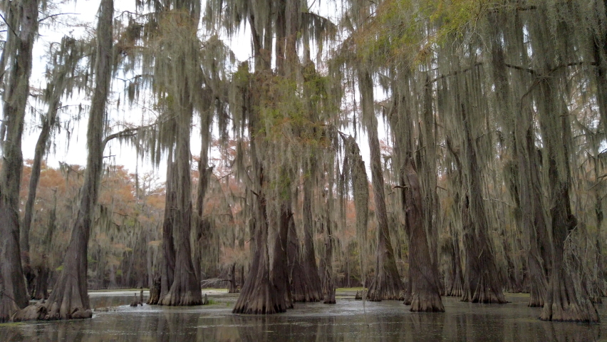 Canoeing on the Caddo Lake, Texas	