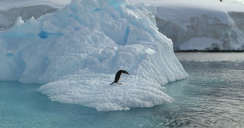 POV WS Gentoo penguin (Pygoscelis papua) diving into water , Antarctica