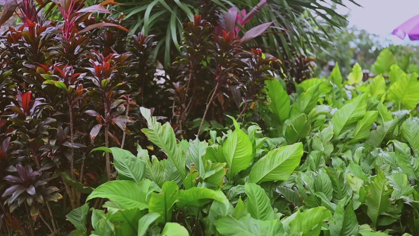 Natural green botanical park with tropical flowers and palm trees. Travel Asia tourism. Stormy gloomy weather, green and red plants sways in the wind