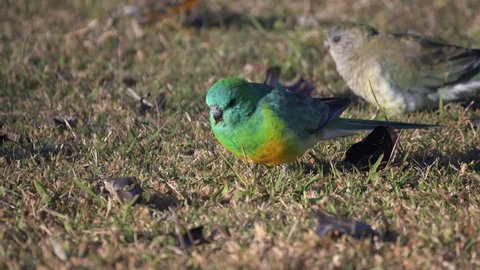 a morning clip of a pair red-rumped parrots feeding on the ground at tamworth in nsw, australia