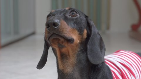 Adorable dachshund puppy tries to bark to attract attention of owner, because it wants to eat, walk or play, close up, front view. Funny dog mutters indignantly.