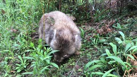 Wombat eating grass. Australian marsupial animal. Closeup.