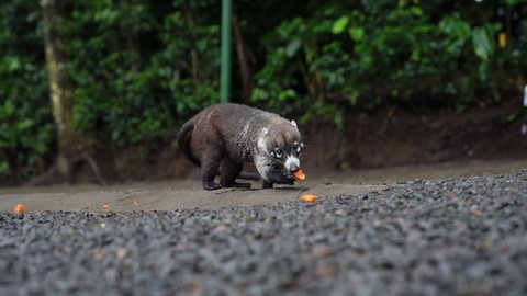 Panning shot of white nose coati eating fruit with jungle background, slow motion