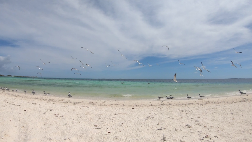 SEAGULLS FLYING ON SHORE BEACH TROPICAL caribeean ISLAN
