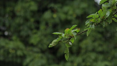 Tree branch with green leavesing in heavy rain and wind. Medium Shot Daytime UK Hertfordshire Borehamwood