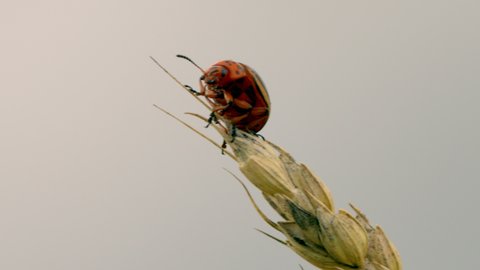 Leptinotarsa Decemlineata,Colorado Potato beetle harvesting wheat on ear,macro
