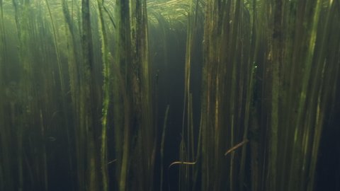 Underwater view of the freshwater lake