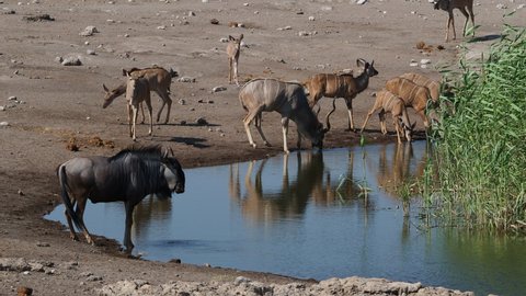 A blue wildebeest and a herd of kudu drink from a waterhole in Etosha National Park, northern Namibia, Africa. 