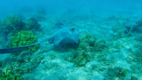 Stingray swim on shallow water coral reef. Сowtail Weralli stingray (Pastinachus sephen) 4K-60pfs