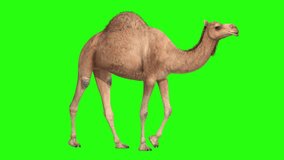 Camel walking Cycle Loopable Isolated on Green Screen Background 4K,Animal Video Element