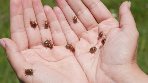 Closeup view 4k stock video footage of ugly agricultural pests Colorado potato beetles (Leptinotarsa decemlineata) sitting and crawling on hands of woman outdoors isolated on green blurry background