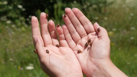 Closeup view 4k stock video footage of ugly agricultural pests Colorado potato beetles (Leptinotarsa decemlineata) sitting and crawling on hands of woman outdoors isolated on green blurry background