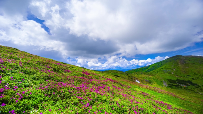 Clouds are flying fast over the mountain valley of pink red rhododendrons in the Carpathians, bees are buzzing over the flowers. Timelapse - accelerated shooting.