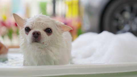 Portrait of Cute small breed puppy dog white Chihuahua is bathing. A dog in bathtub shower with shampoo. Pet bathing. Washing dog. shower and bath animal at home.