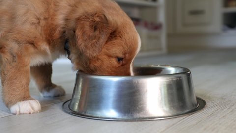 Feeding of hungry dog. Puppy of Nova Scotia Duck Tolling Retriever eating from metal bowl at home kitchen.
