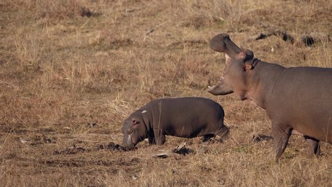 Baby hippo eats animal dung in grassland, large mother shows off impressive teeth in defensive yawn nearby